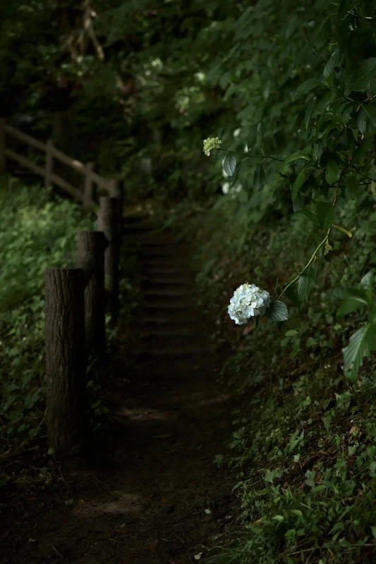 Leica M11 + Leica APO-Summicron M f2.0/50mm ASPH.