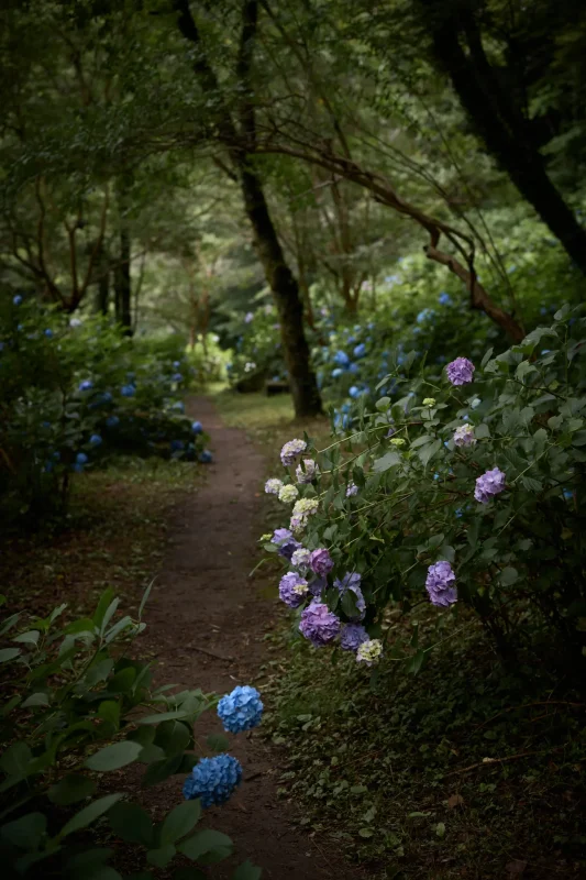 Leica M11 + Leica APO-Summicron M f2.0/50mm ASPH.