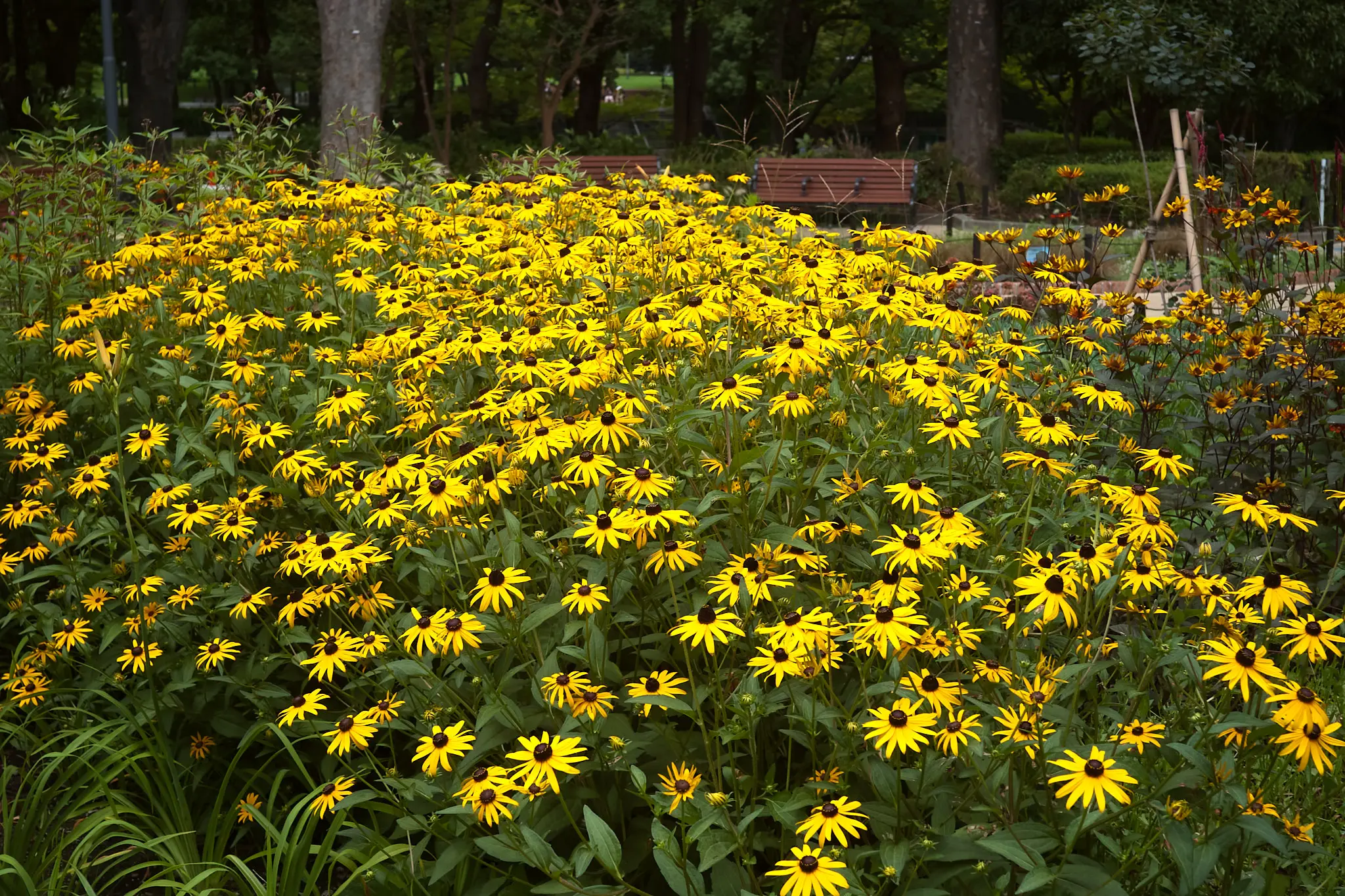 EPSON R-D1x + ZEISS C Biogon T* 2.8/35 ZM