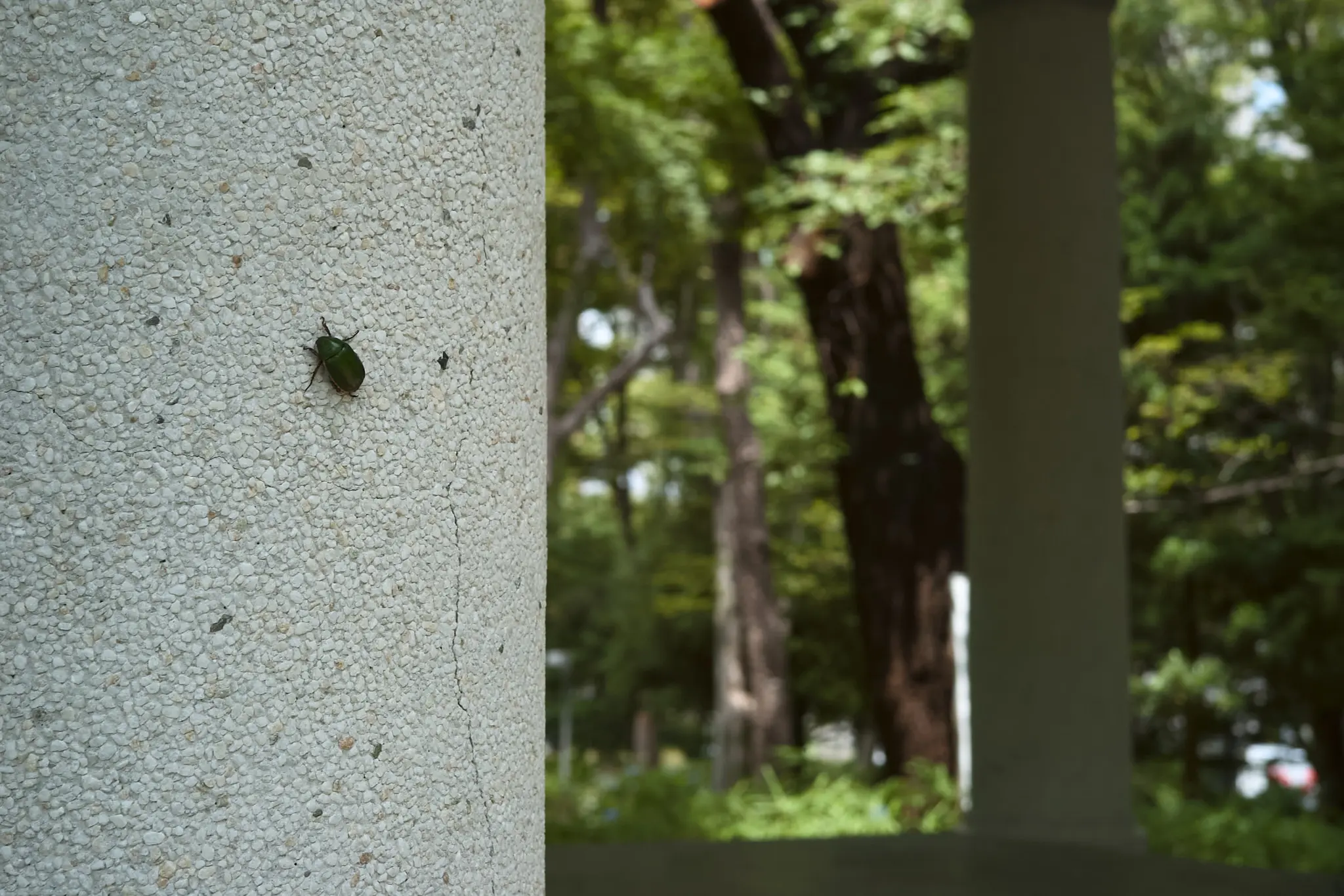 EPSON R-D1x + ZEISS C Biogon T* 2.8/35 ZM