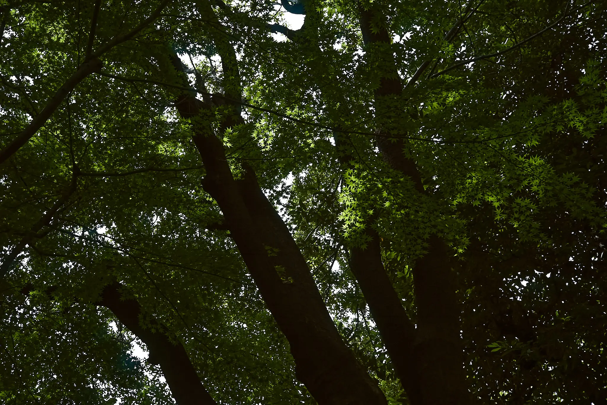 EPSON R-D1x + ZEISS C Biogon T* 2.8/35 ZM