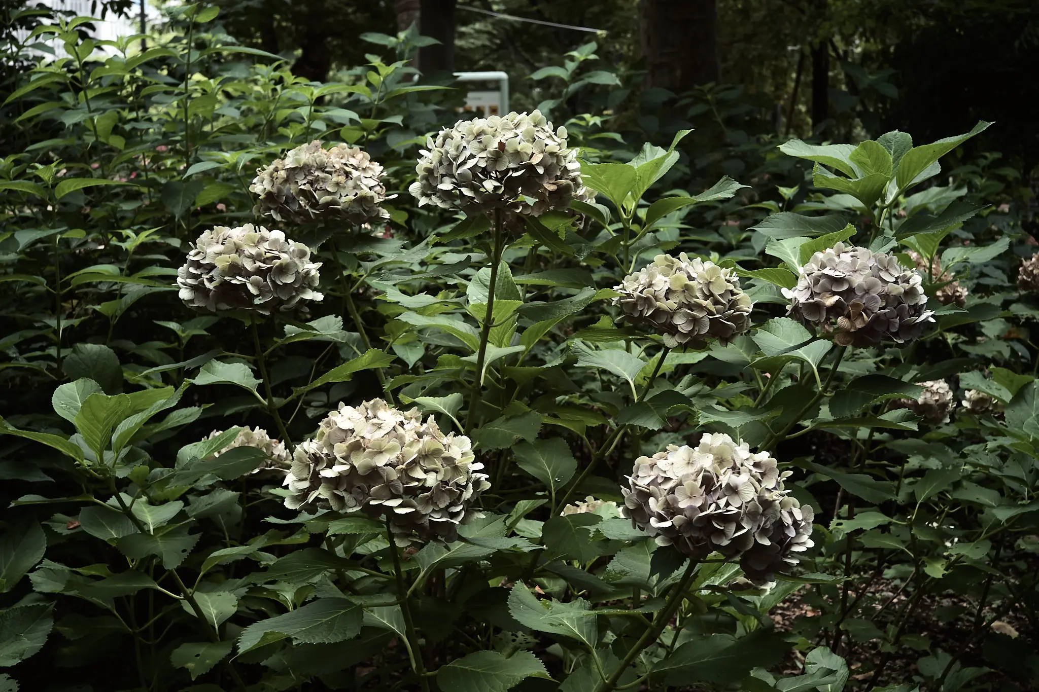 EPSON R-D1x + ZEISS C Biogon T* 2.8/35 ZM