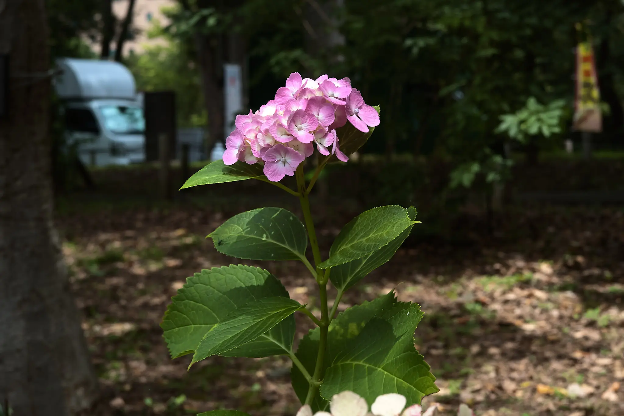 EPSON R-D1x + ZEISS C Biogon T* 2.8/35 ZM