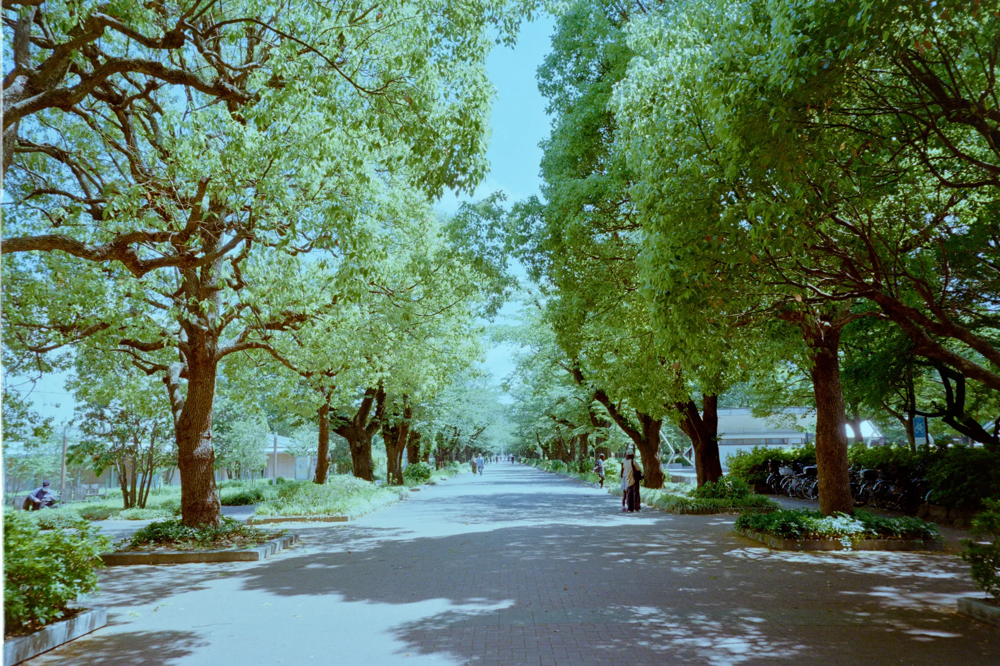 MINOLTA TC-1 (Kodak COLOR PLUS 200)