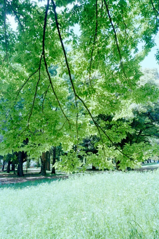 MINOLTA TC-1 (Kodak COLOR PLUS 200)
