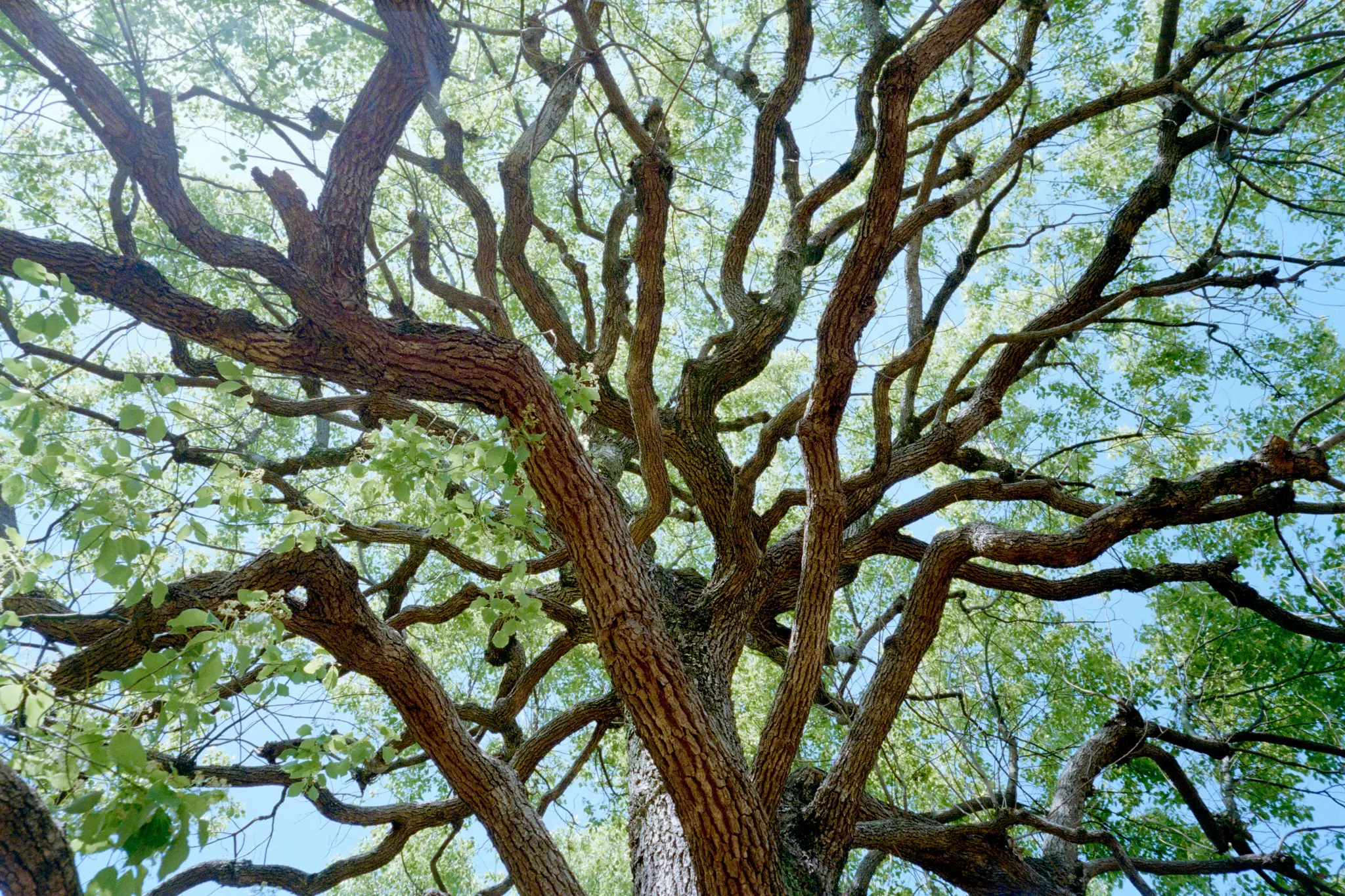 MINOLTA TC-1 (Kodak COLOR PLUS 200)