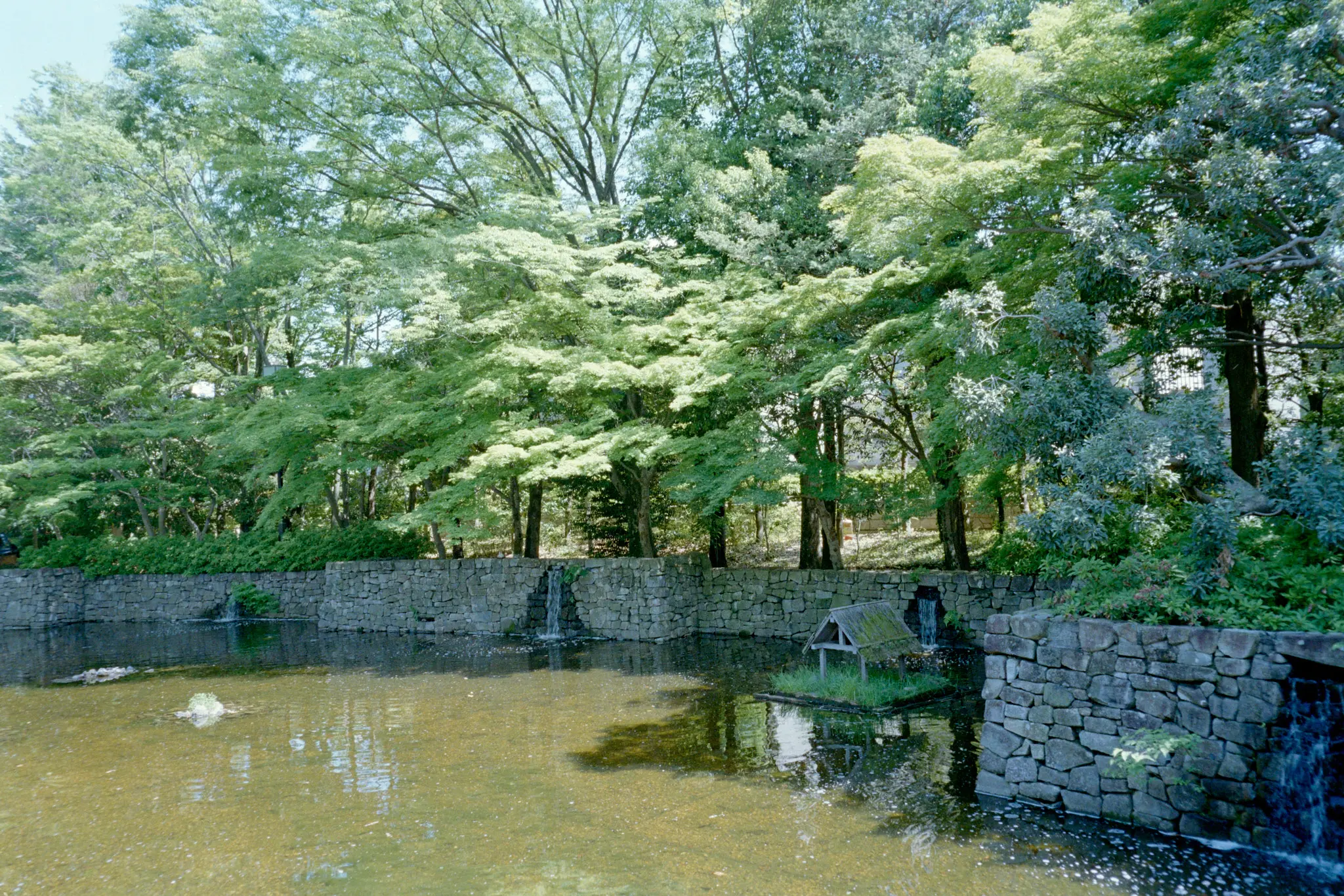 MINOLTA TC-1 (Kodak COLOR PLUS 200)