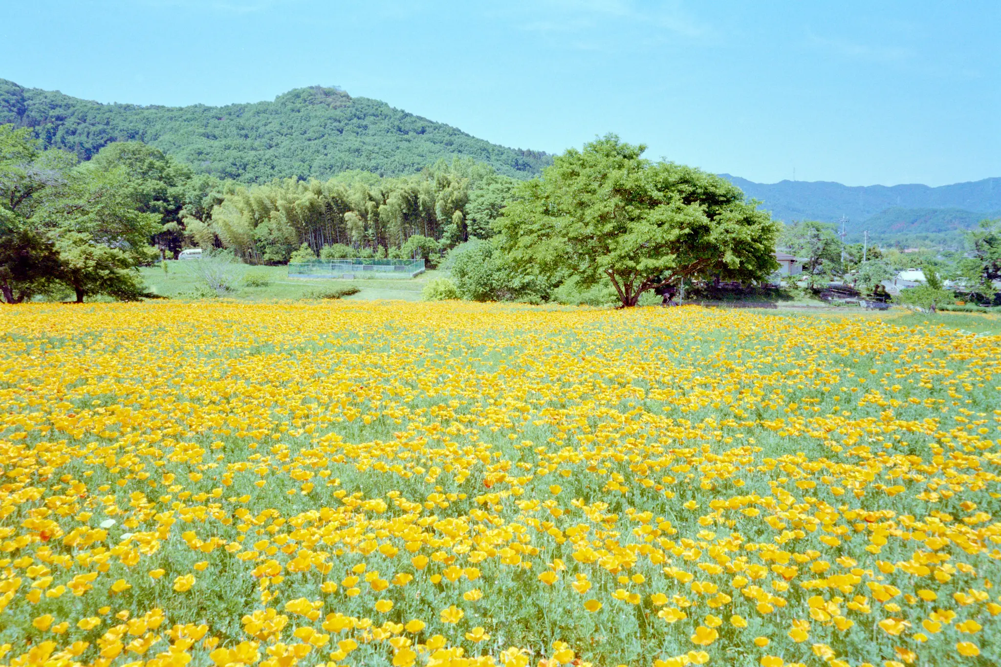MINOLTA TC-1 (Kodak COLOR PLUS 200)