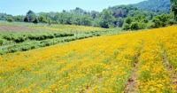 長瀞花の里にハナビシソウを見に行った