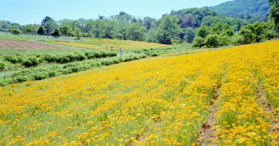 長瀞花の里にハナビシソウを見に行った
